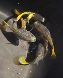 yellow koi short short body guppy pair 1 male + 1 female