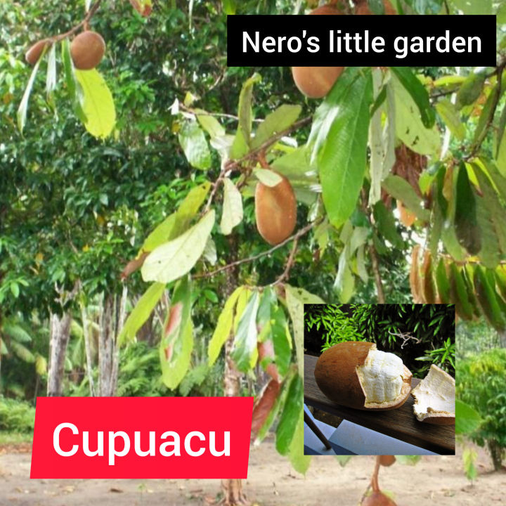 nero's cupuacu seedling | Lazada PH