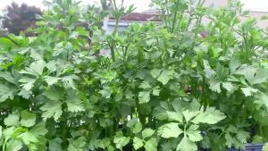 CELERY SEEDS - (260pcs seeds) HYBRID/HIG YIELDING