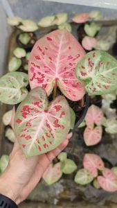 แสงพระธาตุ บอนสี Caladium