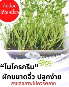 ชุดปลูกต้นอ่อนผักบุ้ง ชุดเพาะทดลองปลูกต้นอ่อนผักบุ้ง ปลูกง่าย ชุดปลูกผัก Microgreen Kit ชุดการเรียนรู้ ชุดปลูกผักทานได้ อุปกรณ์พร้อม