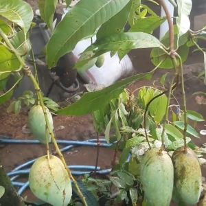 Bibit / Pohon Mangga Chokanan Super Unggul Cepat Berbuah