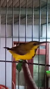 RAJA NECTAR PAKAN BURUNG KONIN | SOGON - Ciput Rajut Zig-zag/Inner Zig-zag Hitam, Maron, Navi, Abu Muda, Abu Tua, Coklat, Coksu