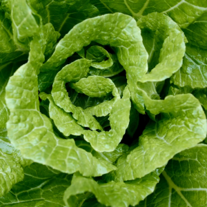 เมล็ดพันธุ์ ผักกาดขาวปลีA3 (กระป๋องและถุงใหญ่)