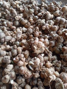 kencur segar tua 1 kg