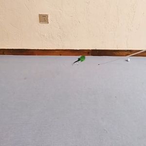 Phụ kiện câu mèo nhiều mẫu đa dạng - Đồ chơi cho mèo - Tiệm Mèo Moa