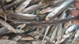 Dried Dalagang Bukid Small