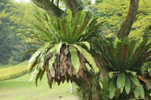 เฟิร์นข้าหลวง ฟร์อมใหญ่ใบสวย ไม้มงคล ไม้ประดับ