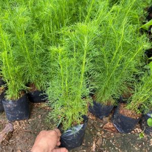 tanaman cemara air atau cemara pagar bonsai