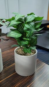 Artificial Plant Tree Home Shop Office Decoration Pokok Tiruan Palsu Hiasan Rumah