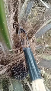 Dodos Kastrasi/Dodos Sawit Bahan Baja