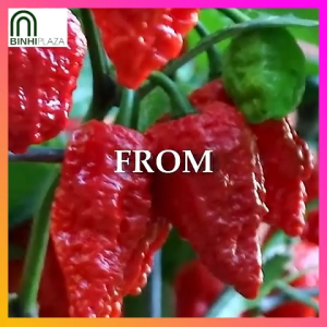 BinhiPLAZA™ - Carolina Reaper Siling Demonyo (5 Seeds) for Planting Vegetable Plants + Instructions for Naga Viper Seed