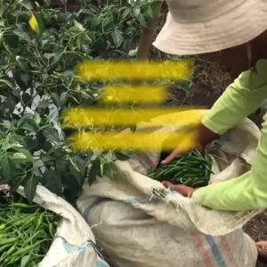 Benih Cabe Cabai Rawit PELITA 8 F1 Isi 350 Butir Cap Panah Merah