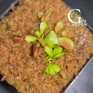 Venus Flytrap Fondue [Dionaea Muscipula Venus Flytrap][Carnivorous Plants][GILAGARDEN]