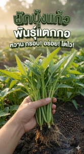 จำนวน 1500 เมล็ด/ซอง เมล็ดพันธุ์ผักบุ้งแก้ว พันธุ์แตกกอ — ต้นอวบ แตกกอดี หวานกรอบ อร่อย