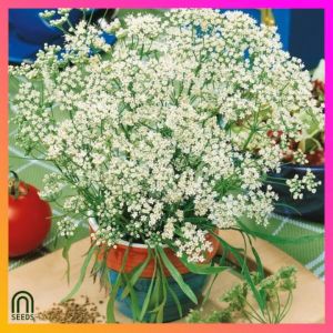 SeedsPLAZA™ - Rarely Anise Plant Seeds for Planting Herbal Plants (30 Seed) incl. Planting Instruction for Anix