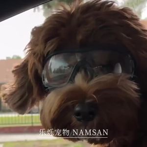Adjustable Pet Dog Goggles Sunglasses Anti-UV Sun Glasses Eye Wear Protection Waterproof Windproof Sunglasses Pet Dog Supplies
