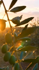 Olea Kotti Premium Olive Oil (EVOO Tunisia) – Cold Pressed Extra Virgin Olive oil 500ml | 250ml