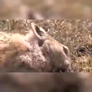 【No Mice Without 500 Meters】50/100g Rat Killer Died outside Rat Killer for home Rat Killer Poison Killer Plant formula Rat poison for big rats Mouse Killer Mouse repellent for home Harmless to humans and pets