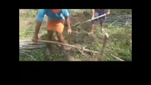 Alat Cabut Singkong Praktis Terbaru dengan Tebal Plat 6mm dan Pipa 2inc