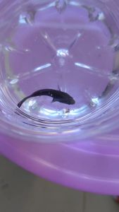 อาหารปลากัดทุกสายพันธุ์ ATM-RED 50กรัม โปรตีนสูง+วิตามินแร่ธาตุ กินดีแข็งแรง น้ำไม่เสีย ทดแทนไรแดง อาร์ทีเมีย ลูกน้ำ