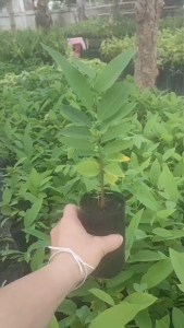 ต้นน้อยหน่าหนังภูพาน เพาะเมล็ด แพ๊ค3ต้น100บาท พร้อมปลูก