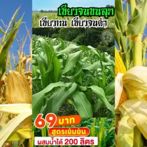เชตสุดคุ้ม 10 ซอง ฟูกรีน ฮอร์โมนพืช เร่งราก รากฟื้นตัวเร็ว อุดมไปด้วย สารอาหาร ทั้ง 17 ชนิดช่วยเปิดปากใบ ให้แตกยอด ใบ ดอก เพิ่ม ผลผลิต