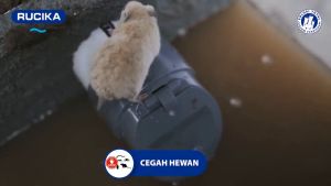 Katup Selokan Paralon Cegah Bau Hewan Aliran Pembuangan Masuk Kembali Ke Dalam Pipa  Ukuran 3 Inchi