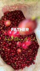 Cà phê Arabica Quảng Trị Sơ Chế Washed Pha Máy. Pour Over Pha Phin Cold Brew - Father Coffee 250gr