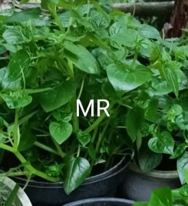 Sirih cina daun suruhan ketupang 500 gram