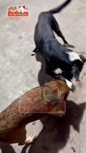 Thức Ăn Hạt Cho Chó Keos 400g