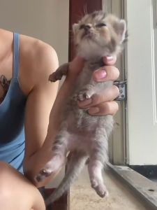 4pcs Pet Syringes Feeding Nipple Pet Feeding Miracle Nipples Kittens Silicone Pacifier For Puppies