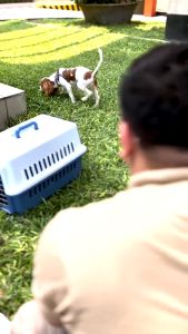 Kabi Pet Dog Bed Mat: Quick Cooling & Durable Solutions