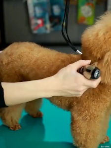 COD Baorun Alat Cukur Bulu Kucing Anjing Pet Clipper Grooming Hewan Pencukur Bulu 4 Comb 1200mAh