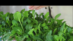 Easy to Grow VEGETABLES SEEDS Non-GMO Heirloom Seeds for Outdoors & Indoor Home Gardening Including Water spinach，Eggplant，Long pepper，Pechay，Tomato，Talong，Sitaw，Carrot，Okra，Onion.Etc.