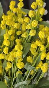 Hiasan Bunga Plastik Import & Dekorasi Wedding Murah