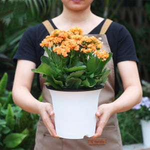Double-Layer Self-Watering Flowerpot with Storage Basin Thick Plastic Desktop Plant Pots for Home Simple Design Easy Planting