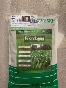 Hạt giống cỏ sả lá lớn Ghine Mombasa hạt cỏ chăn nuôi