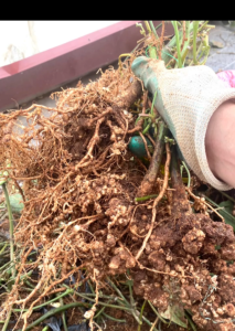 Vua Tuyến Trùng Giúp Kích Thích Ra Rễ Mới Xử Lý Tuyến Trùng Rễ Thối Rễ Sưng Rễ Bưới Rễ Sần Rễ U Rễ (hủ 1kg)