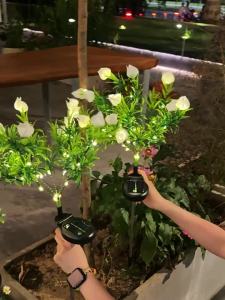 BEAUTY IN THE LIGHT | Solar Outdoor Decorative Light