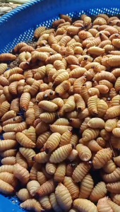 Đuông dừa thiên nhiên 50 con chỉ 80k đảm bảo chất lượng uy tín- 0355382054