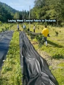 Dofia 100/200M Weed Control Barrier Fabric Weeding Cloth Black Degradable Film Weed Block Gardening Mat