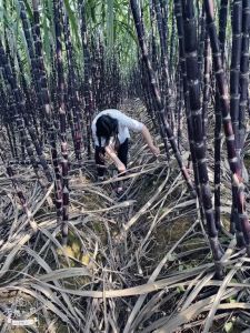 set 5 hom mía tím ngọt mềm làm giống