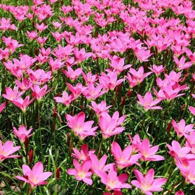 Ngải Nàng Mơ: Mẫu Văn Khấn Cầu Tài Lộc, Tình Duyên và Hướng Dẫn Sử Dụng