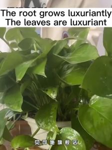 350G Penumbuh Akar Tanaman Root Booster Bunga Pupuk Tanah Diaktifkan Harta Aktivator Sumber Mineral Mencegah Pengerasan Cepat Rooting Bubuk