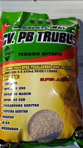 BENIH PADI VARIETAS INPARI 32 TERBARU