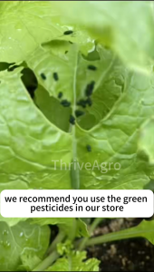 【1 TANK 1 HA】500ml insecticide for vegetables insecticides spray for plants Organic pesticides for plants