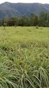 Tinh dầu Sả Java nguyên chất 100ml khử mùi đuổi muỗi và côn trùng