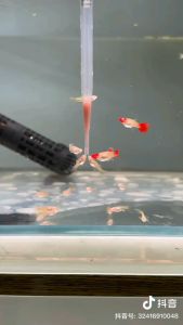 หลอดดูดไข่อาร์ทีเมียร์ อาร์ทีเมียร์ หลอดให้อาหารปลา หลอดดูดอาหารปลา หลอดหยดสำหรับดูดไข่อาร์ทีเมียร์ อาหารปลา อุปกรณ์ฟักไข่อาร์ทีเมียร์ อาหารปลา