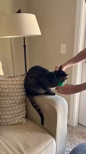 3D Printed Cat Muscle Arms Pet Costume Funny Photo Prop Halloween Cosplay Puppy Kitten Accessory